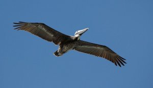 Brown Pelican