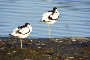 Avocets!