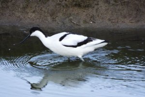 Avocet