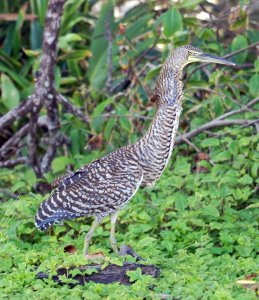 Bare throated Tiger Heron