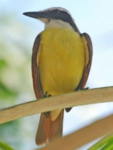 Great Kiskadee