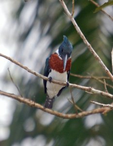 Amazon Kingfisher - male