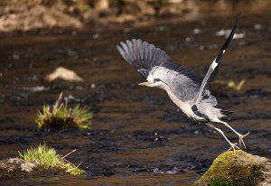 Grey Heron