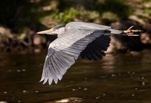 Grey Heron