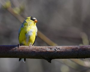 Goldfinch