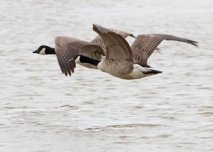 Canada Geese