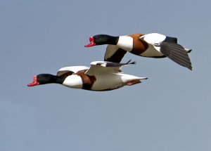 Shelduck