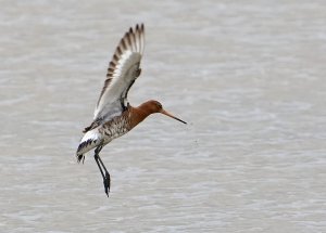 Black Tailed Godwit