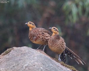 Reeves's Pheasant - Female