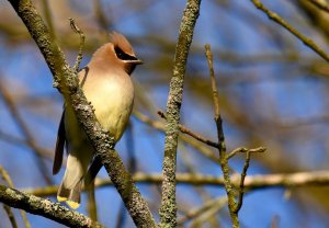 Cedar Waxwing