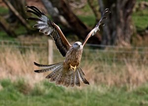 Red Kite