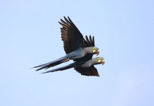 Lear's Macaw