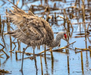 Sandhill Crane