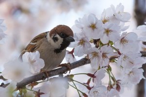 Eurasian Tree Sparrow in Sakura ii