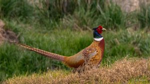 Ring Necked Pheasant