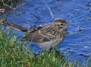 Lark Sparrow