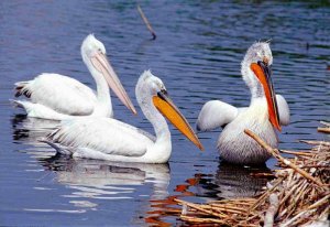 Dalmatian Pelicans of three different ages