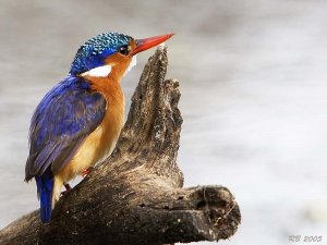 Malachite Kingfisher