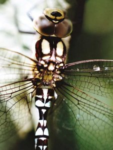 Common Hawker