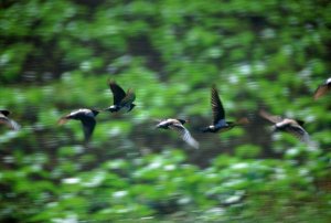 Rose-coloured starlings in flight
