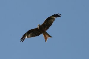 Red kite