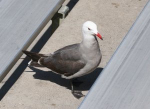 Heermans Gull