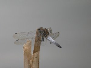 Black-tailed Skimmer