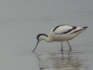 Avocet