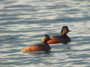 Black Necked Grebe