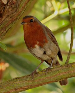 Robin in Bush