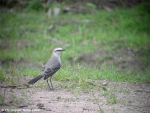 Tropical Mockingbird