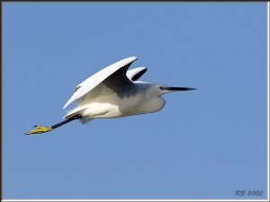 Little Egret