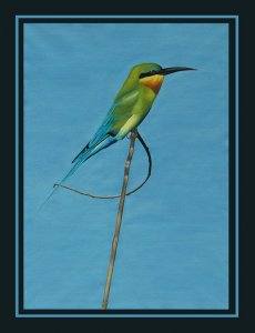 Blue-tailed Bee-eater