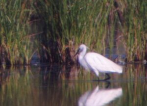 Little Egret