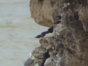 Razorbill