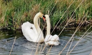 Amorous Mute Swans