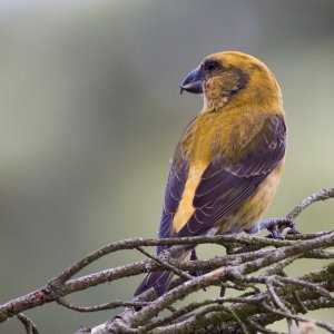 Another female Crossbill