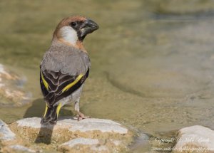 Arabian Golden-winged Grosbeak