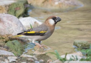 Arabian Golden-winged Grosbeak