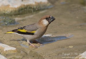 Arabian Golden-winged Grosbeak