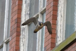 Peregrine