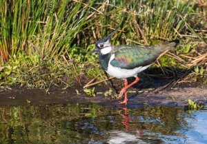 Lapwing