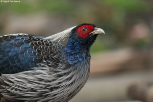 Kalij Pheasant | Lophura leucomelanos