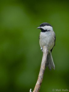 Carolina Chickadee