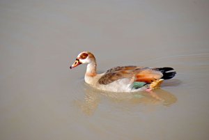 Egyptian Goose