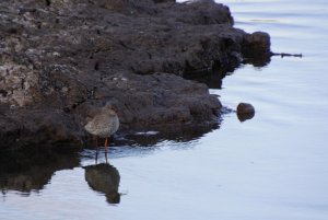 Fluffy redshank!