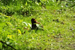Female blackbird - strange behaviour!