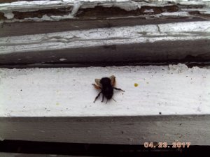 Hairy-footed flower Bee.