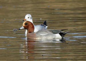 wigeon