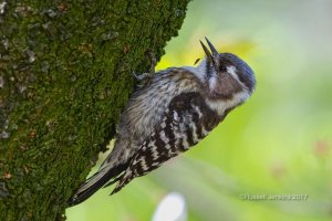 Japanese Pygmy Woodpecker